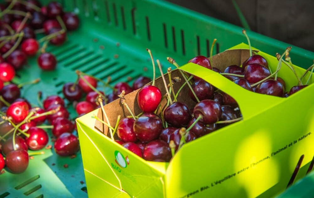 Bio Hochstamm Kirschen Riedackerhof