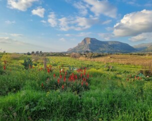 Food Forest auf Sizilien