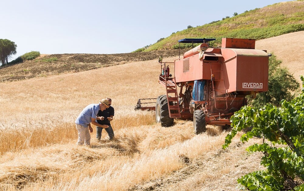 Bio-Getreide-Timilia-Valdibella_Z4V6307