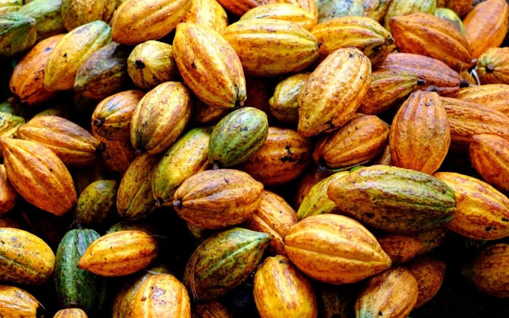 Bio Kakao Waldgärten Kerala Garcoa