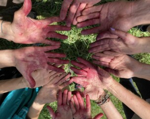 Foto von Kirschen ernten in der Fricktaler Sommerhitze