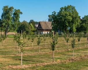 Foto von Blüte & Bestäubung der Hasel – neue Erkenntnisse für eine Kultivierung in der Schweiz