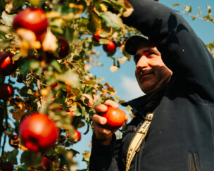 Foto von Vom Hochstamm ins Glas: Sortenreiner Apfelmost aus Egnach
