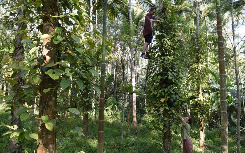 2406_Kerala-Besuch_Indische_Gasgtreundschaft_Bidu