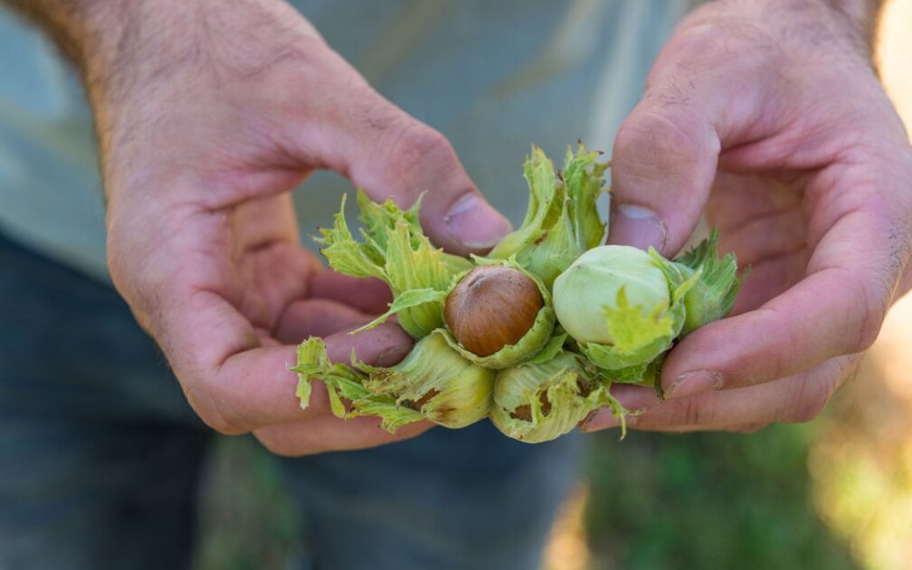 Haselnuss-Projekt-Stefan-Gerber-Crowd-Container2