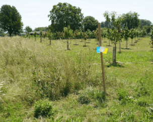 Foto von Schweizer Haselnüsse im Check – eine klimafreundliche Alternative?
