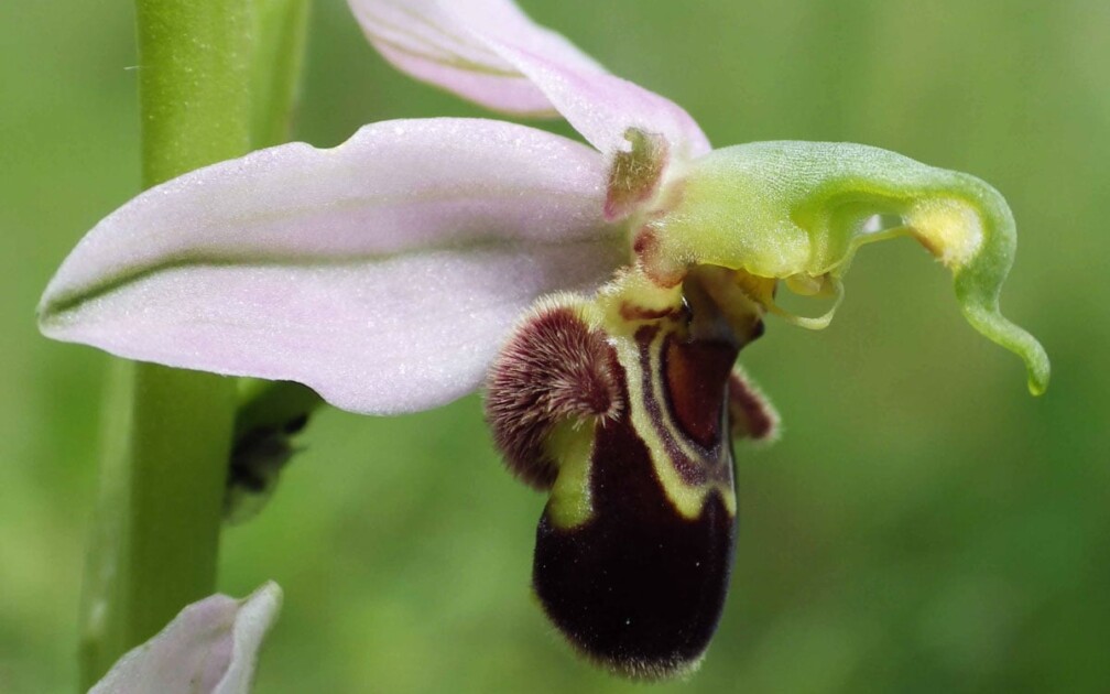 Vin du Jura Bienen Ragwurz Naturwein Martin Buser Ophrys-apifera-à-Montsevelier-01