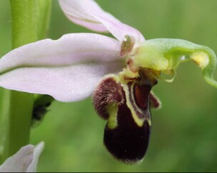 Foto von Wein aus extremer Biodiversität