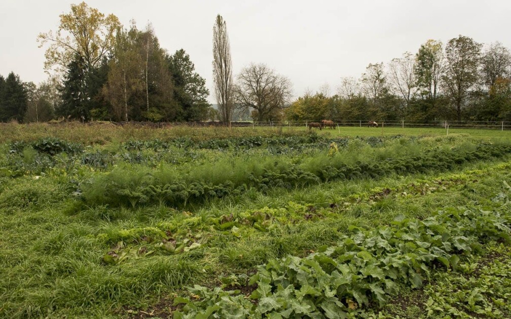 SlowGrow_Moenchaltdorf_Bio_Betrieb_0005