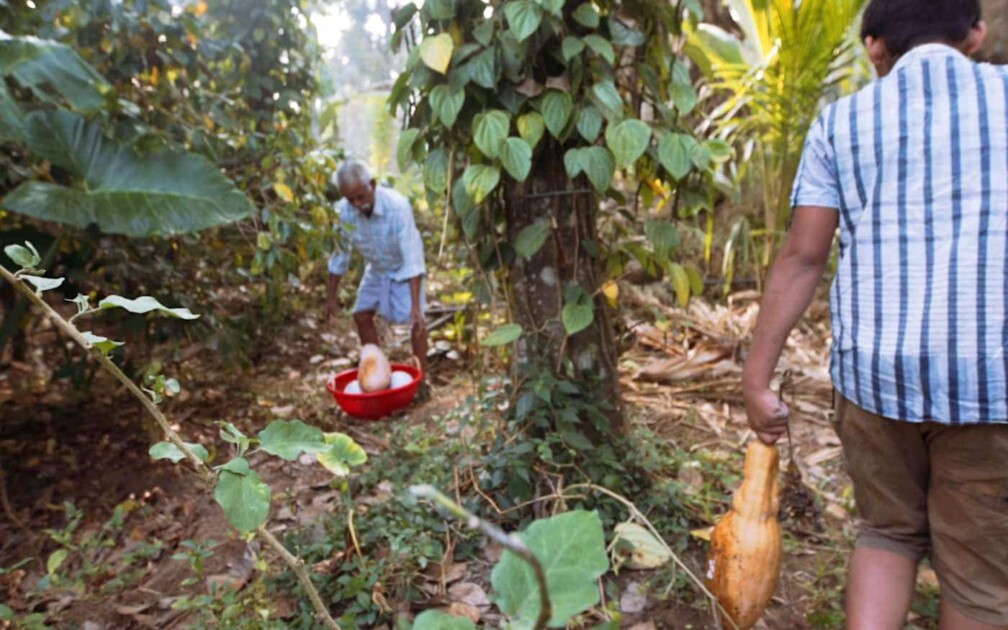 Auf dem Feld in Kerala