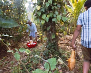 Auf dem Feld in Kerala