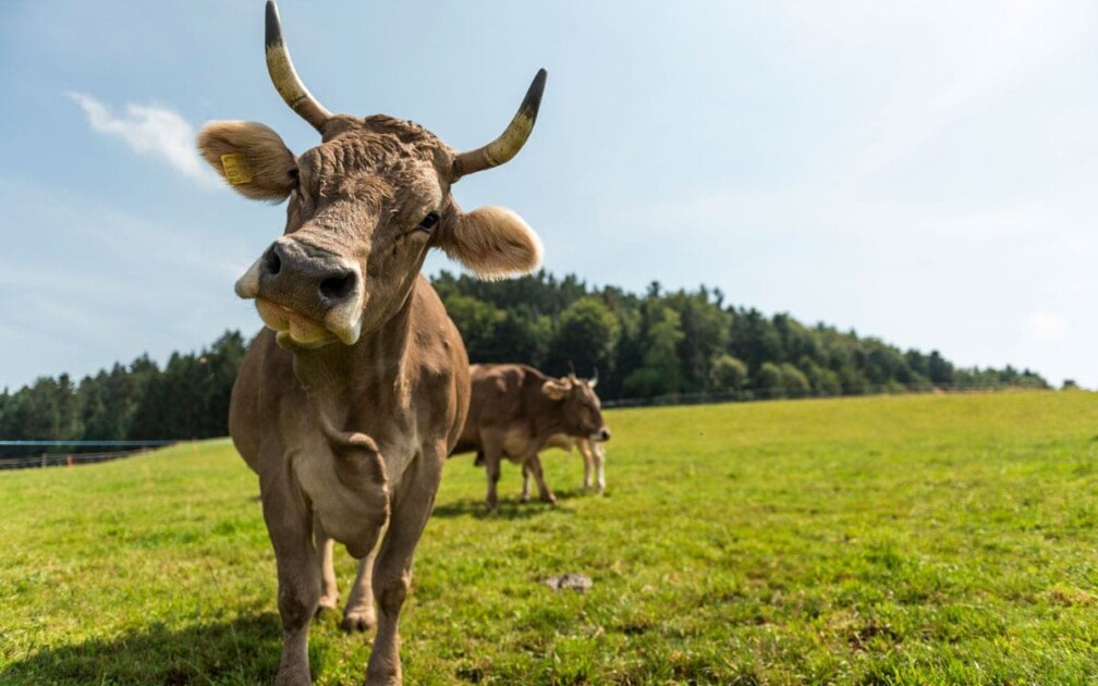 kuh kreislauf landwirtschaft