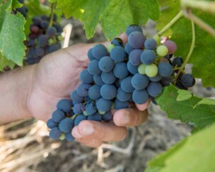 Naturwein aus Sizilien Foto von Naturwein aus Sizilien