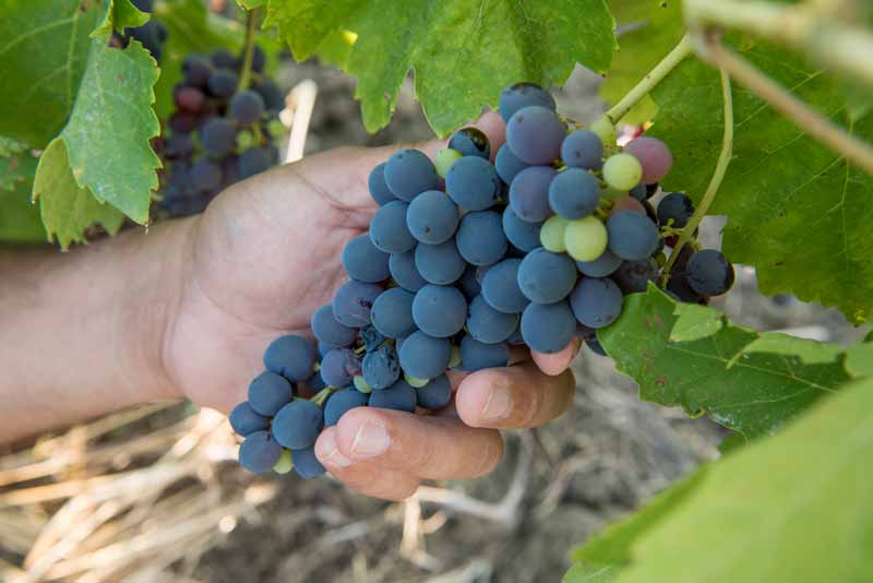 nero_davola_weinbau_valdibella-2