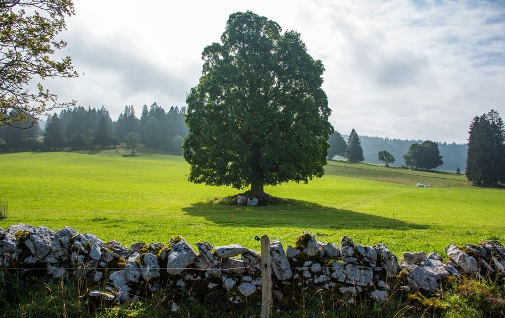 Grassland Milch sur la crète