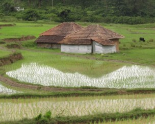 Foto von Dem Reis auf der Spur