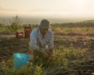 Experiment Tomaten-Passata Foto von Experiment Tomaten-Passata