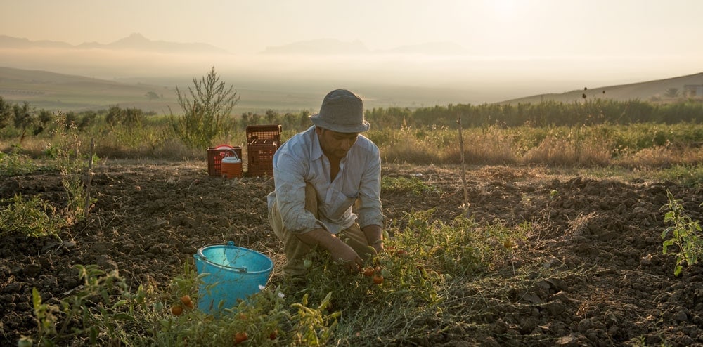 tomatenpassata_bashir-1