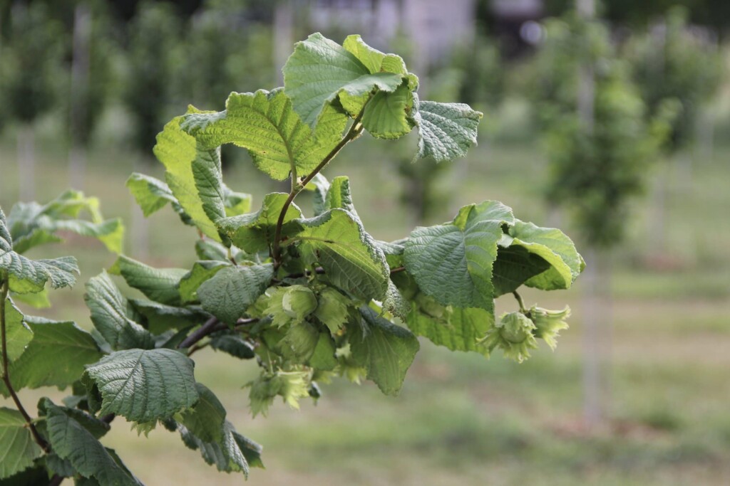 Haselnuss_Behang-Corabel_Stefan_Gerber