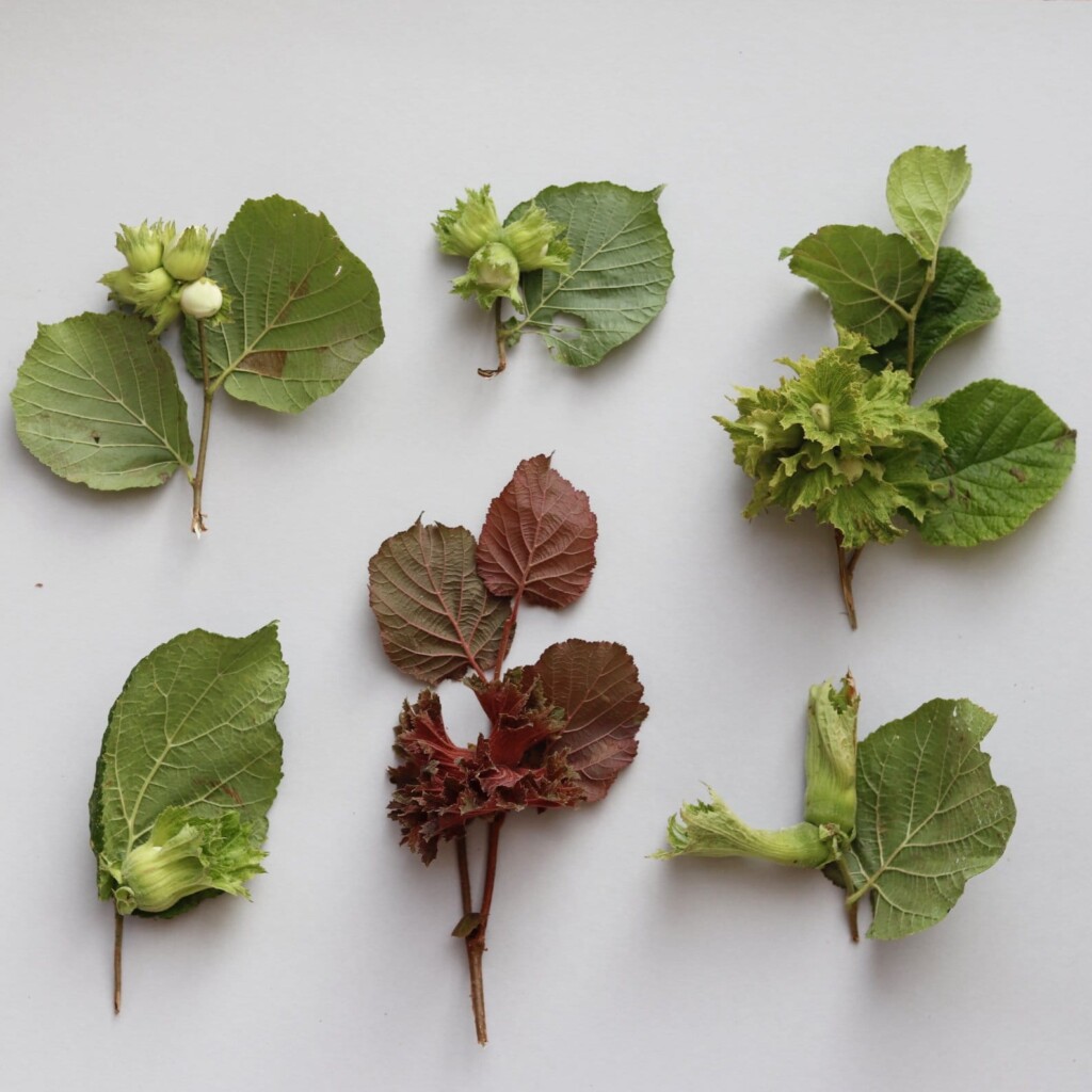 Sortenunterschiede_Haselnuss_Stefan_Gerber